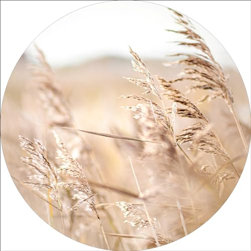 Pro-Art Glasbild Strandgras IV, rund 20 cm
