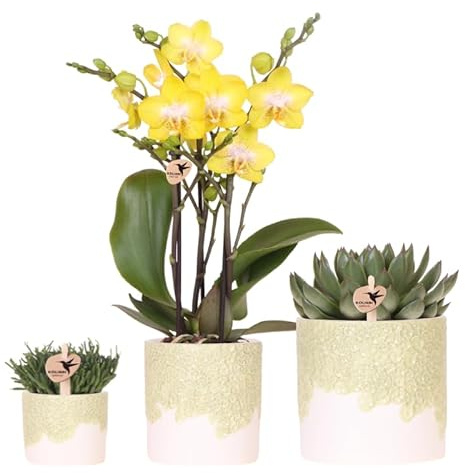 Pflanzenset 3-teilig – gelbe Albenga Orchidee 9cm + 2 Grünpflanzen inkl. Übertöpfe – Bloom Green 6cm, 9cm, 12cm – Zimmerpflanzen Set frisch vom Züchter – Deko für Wohnzimmer & Büro