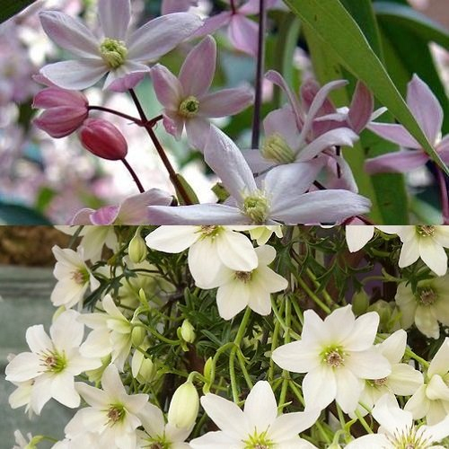 2 x Immergrüne Clematis Kletterpflanzen: Clematis Apple Blossom & Clematis Early Sensation - Weiß, Mehrjährig & Immergrün | 2 x 1,5 Liter Töpfe