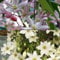 2 x Immergrüne Clematis Kletterpflanzen: Clematis Apple Blossom & Clematis Early Sensation - Weiß, Mehrjährig & Immergrün | 2 x 1,5 Liter Töpfe