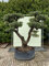 Tropictrees - OLEA EUROPEA - OLIVENBAUM-PON-PON, STAMMUMFANG 100-110 CM
