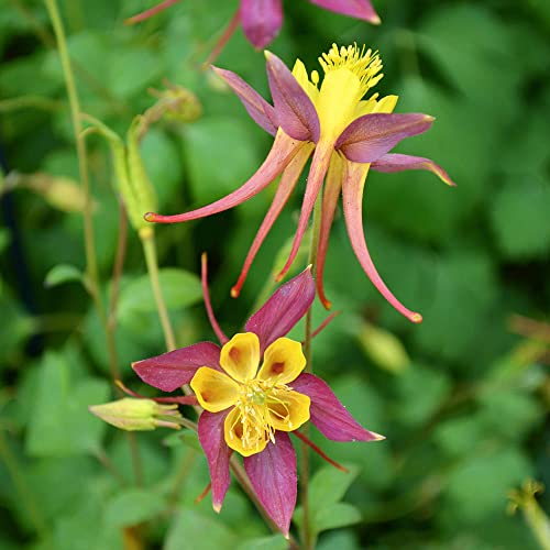 350pcs Gelb Lila Akelei Samen Blumen Pflanzen Garten Balkon Akelei Pflanze Blumensamen Gastgeschenk Blumenwiese Bodendecker Winterhart MehrjäHrig Geschenk Garten