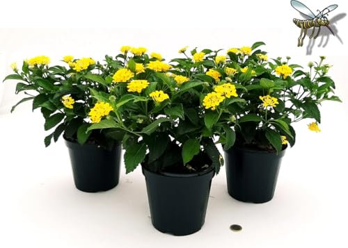POWERS TO FLOWERS - LANTANA CAMARA GIALLA 3 PIANTE, VASO 14CM, piante vere