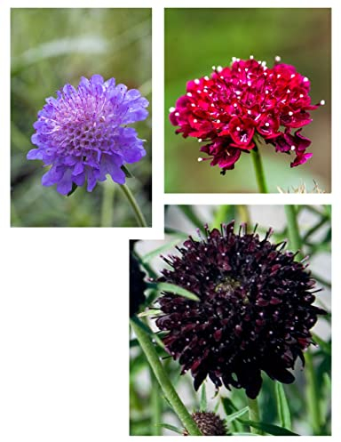 Blumensamen Set Scabiosa Dreiklang 3 Sorten Skabiosen Samen in Schwarz, Rot, Blau Skabiose als Schnittblume, im Land- und Bauerngarten