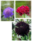 Blumensamen Set Scabiosa Dreiklang 3 Sorten Skabiosen Samen in Schwarz, Rot, Blau Skabiose als Schnittblume, im Land- und Bauerngarten