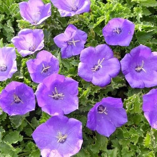 6x Campanula carpatica 'Blue Clips' – Vaso 9x9 cm – campanula compatta fioritura blu giardino