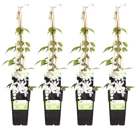 Waldrebe - Clematis Montana 'Grandiflora' – 4 Pflanzen - Winterharte Kletterpflanze mit weißen, duftenden Blüten – Ø15 cm – Ca. 65 cm hoch – Perfekt für Pergolen, Zäune & Wände