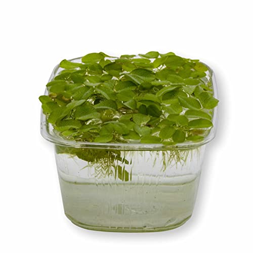 1 Portion Kleiner Schwimmfarn, Büschelfarn, Salvinia natans, Schwimmpflanze für Urzeitkrebs Becken, Teich und Aquarium, schnellwüchsig mit niedlichen Blättern