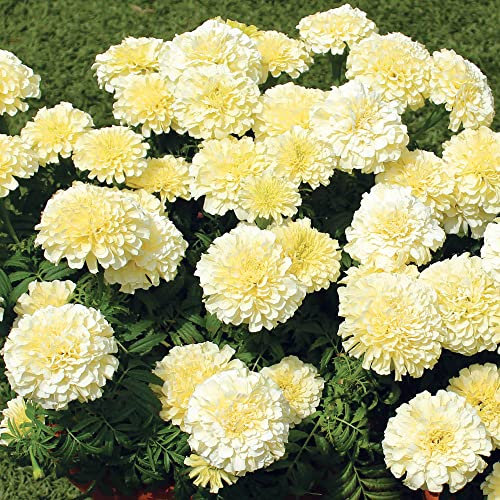 YouGarden African Marigold 'Vanilla', 24 Plugs Ready to Grow on