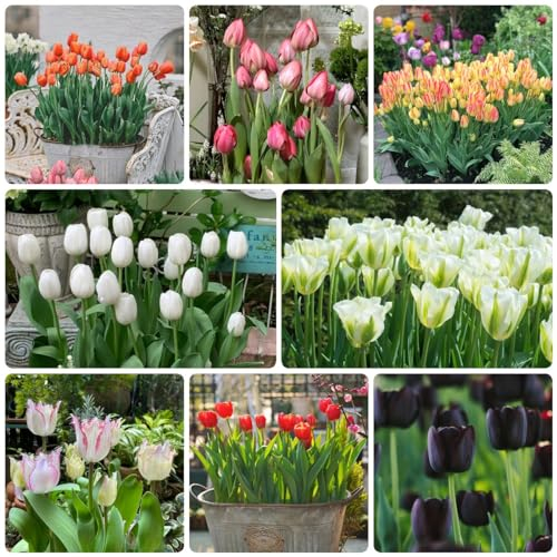 4 Pcs Tulpenzwiebeln Kaufen - Tulipa Gesneriana - Tulpen Zwiebeln, Bodendecker Winterhart Mehrjährig, Blumenwiese Tulpenzwiebel, Blumenzwiebeln Tulpen, Blumen Winterhart, Bienenfreund