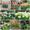 4 Pcs Tulpenzwiebeln Kaufen - Tulipa Gesneriana - Tulpen Zwiebeln, Bodendecker Winterhart Mehrjährig, Blumenwiese Tulpenzwiebel, Blumenzwiebeln Tulpen, Blumen Winterhart, Bienenfreund