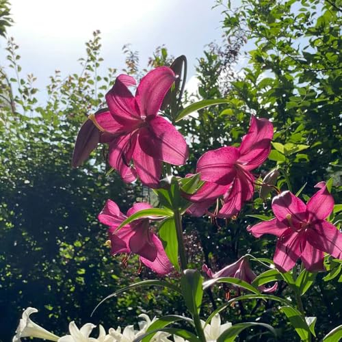 3 pcs lilien zwiebeln winterhart, Riesenlilien Baumlilien, gartenpflanzen, kletterpflanzen winterhart schnellwachsend (Lilium brownii) blumenzwiebeln frühblüher, mini geschenke balkon
