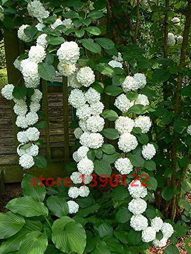20 semillas de semillas / bolsa de hortensias, hortensias china, flores de hortensia bonsai, 11 colores semillas de flores, de crecimiento natural para jardín de casa