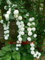 20 semillas de semillas / bolsa de hortensias, hortensias china, flores de hortensia bonsai, 11 colores semillas de flores, de crecimiento natural para jardín de casa