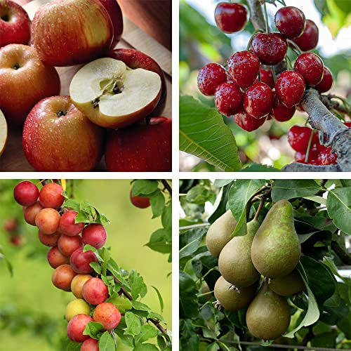 Mini Fruit Tree Orchard Collection Apple ‘Braeburn’ Pear ‘Conference’ Plum ‘Victoria’ Cherry ‘Stella’ Easy to Grow Outdoor Garden Trees, 4X Bare Root Plants UK (1x Each Variety) by Thompson & Morgan