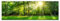 Wald Panorama mit Sonnenstrahlen im Sommer Poster von Jan Christopher Becke 60 x 20 cm Grün Wandbilder Wanddeko