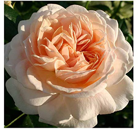 Rosa Bush Rose Floribunda 'Joie DE Vivre' Plant