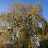 Trauerweide 'Tristis Resistenta' - Salix alba 'Tristis Resistenta' 100-125cm hoch Containerware