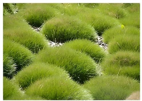 3 x Festuca gautieri (Ziergras/Gräser/Winterhart/Mehrjährig/Immergrün/Staude) Bärenfellgras - Immergrün, robust und stilvoll zugleich - perfekter Bodendecker - von Stauden Gänge