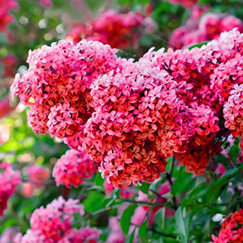 50 Pz Semi Lilla Perenne Alta Germinazione Naturale Bellissimi Semi Di Fiori Decorativi Forniture Da Giardino Rosso