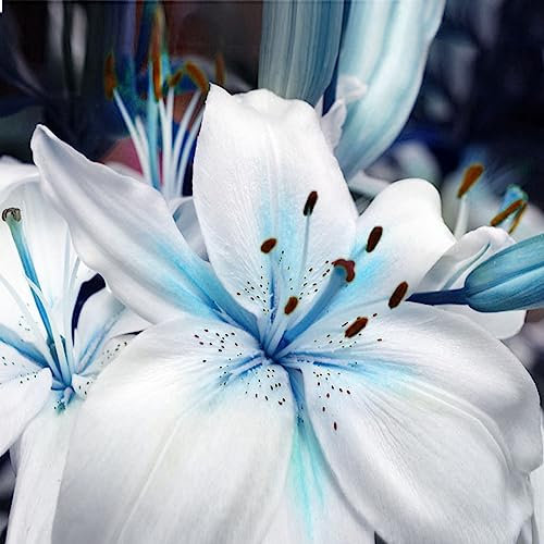 300 Pz Semi di Giglio Nucleo Blu Pianta da Balcone Lilium Fiore Profumato Bonsai Decor Fiore Albero da Frutto Semi di Ortaggi Semi Di Giglio