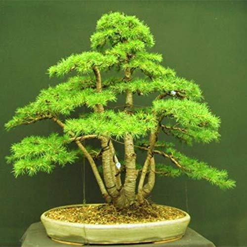 Casavidas Samen-Paket: 10 Stück/g Zeder nds von gre Bonsai-Baum der japanischen Zeder für Zuhause gard Gerade y s: 1
