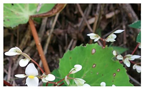 Pcs - 10x Begonia Urophylla Fleurs Jardin Plantes - Graines ID335 - Seeds & Plants Shop by Ipsa