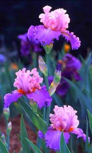 Iris Bulbs Mix Golden Jade Carving Feels Beautiful Now Mixed Garden Crop for Planting Now UK Strong Plants That Grow Well