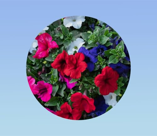 100 graines petunia nain compact colorés -mixtes - fleurs pour massifs, bordure -