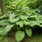 Hosta Kingsize, 3 Mehrjährige Hosta Pflanzen, Winterharte Funkein Nacktwurzel Stauden aus Holland (kein Samen, Zwiebeln und nicht künstlich). Perfekt als Bodendecker im Schatten