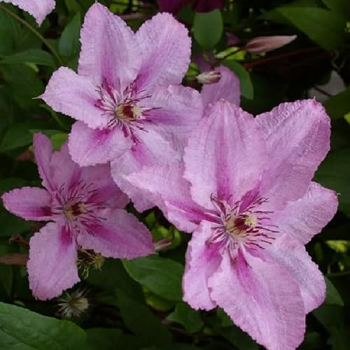 Waldrebe 'Hagley Hybrid' - Clematis ‘Hagley Hybrid' - 50-60 cm Topf