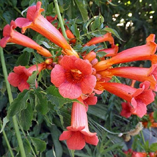 Campsis Tagliabuana 'Madame Galen'- Bignone; Trompette de virginie 50-60 cm en conteneur