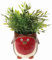 Shudehill Giftware Village Pottery Robin Indoor Red Planter Medium