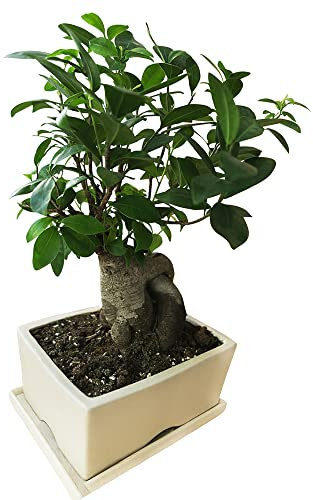 5 Stück samen olivenbaum winterhart kaufen olivensamen nachhaltige geschenke obst frisch bäume obstbaum pflanze zimmerpflanzen balkonpflanzen balkon indoor garden geschenk