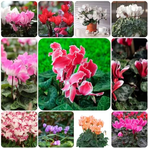 15 pcs Cyclamen samen - kräutergarten geschenk wiesensaatgut gartensamen,Cyclamen persicum,Alpenveilchen pflanzen garten dachbegrünung bienen wiese seed mittagsblume winterhart winterharte