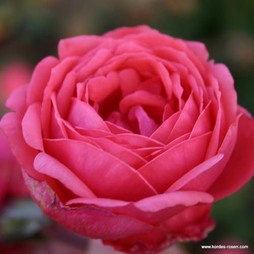 2 x Rosier - Rosa 'Garten Princess Marie José' pot 25-30 cm - L'arbuste compact aux fleurs carminées et parfumées
