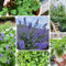 semillas de hierba gatera para plantar (Nepeta cataria) Semillas hierbas camas elevadas jardín plantas resistentes interior con lecho Jardín 1000pcs