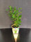 ANGEBOT : Nutzpflanzen/Zimmerpflanzen : Citrus hystrix Kaffir-Limette/Gewürzlimette Topf mit mehreren Pflanzen ca 20-30 cm