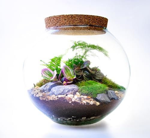 Large Glass Globe Terrarium with 4 Living Plants, Cushion Moss and Tool Set - The Ultimate Terrarium Kit