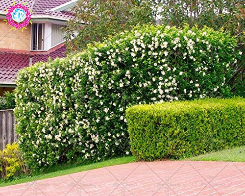 20PCS Murraya Paniculata Samen Echte orange Jasmin Strauch mit duftenden weißen Blumensamen Stauden Kletterpflanze für Garten