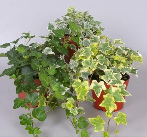 3 x hedera Helix Plants Mixed- English Ivy - Evergreen Garden Plants in 9 cm pots