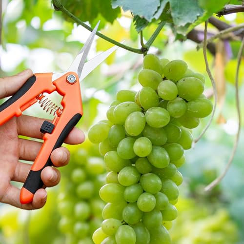 ACAREY Klein Gartenschere, Astschere Bonsai Schere Baumschere Ernteschere, Pruning Shears Garden Scissors für Bonsai Pflanzen Blumen Ernte Obst Gemüse (Orange)