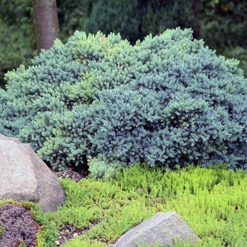 Juniperus Squamata 'Blue Compact' Low Spreading Ground Cover Conifer Blue-Green Needles Hardy Evergreen 1X 3 Litre Pot by Thompson and Morgan