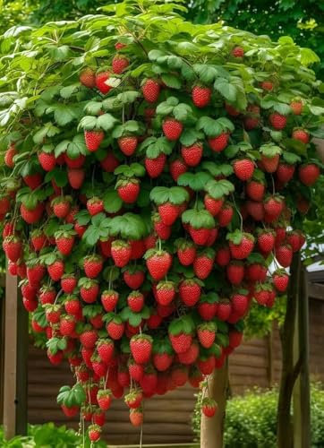 70 SEMI di FRAGOLA RAMPICANTE