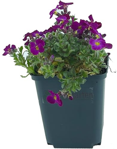 24 Stück Aubrieta Cascade Red von Intragarten | Blaukissen rot blühender und winterharter Bodendecker im Topf