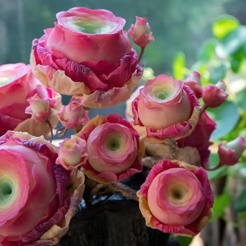Winterharte mehrjährige,Mountain Rose Sukkulenten,echte Mountain Rose,für Hausgartens Balkon Garten Dekoration (Mischfarbe) (Rosa)