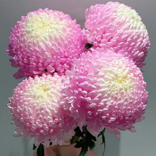semi di crisantemo resistenti - crisantemo - rare, decorazione del soggiorno to perenni biologici per aiuola da giardino, 900pcs