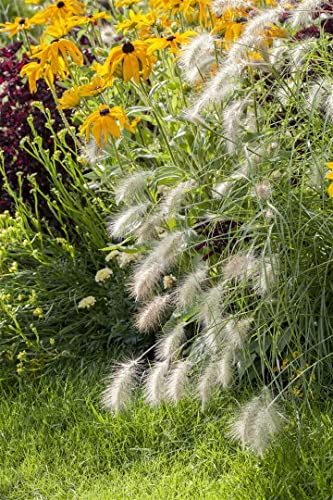 Lampenputzergras 'Hameln' im Topf Pennisetum alopecuroides winterhart | 60-90 cm hoch, beige Blütenähren August bis Oktober, sonniger Standort, Staudenbeet und Kübel, winterhart bis -23 °C