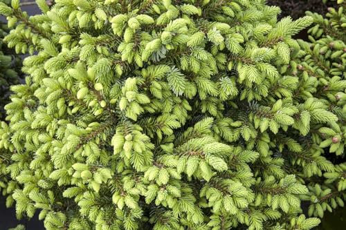 Serbische Fichte 'Nana' 70-80 cm Topf Picea omorika winterhart immergrün