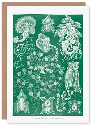 Artery8 Ernst Haeckel Art Card Siphonophorae Vintage Marine Illustration